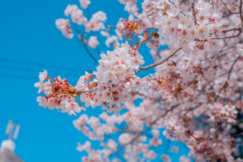 春は第一印象がリセットされる数少ないタイミング